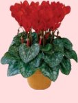 Ciclamino
