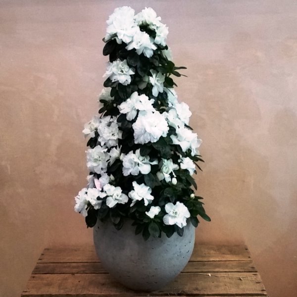 Azalea