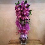 Dendrobium rosa
