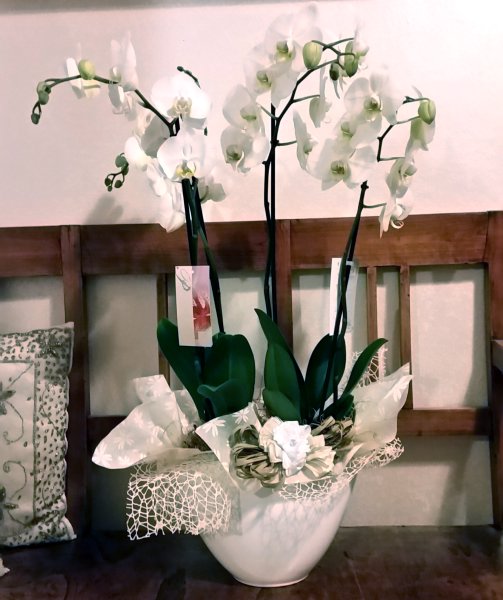 Foto Phalaenopsis fiore grande quattro steli