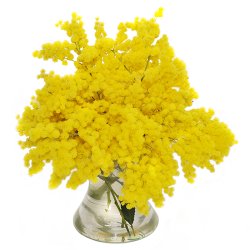 Fascio di mimosa