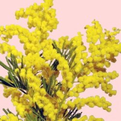 Festa della donna