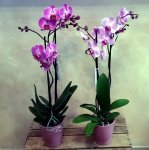 Phalaenopsis