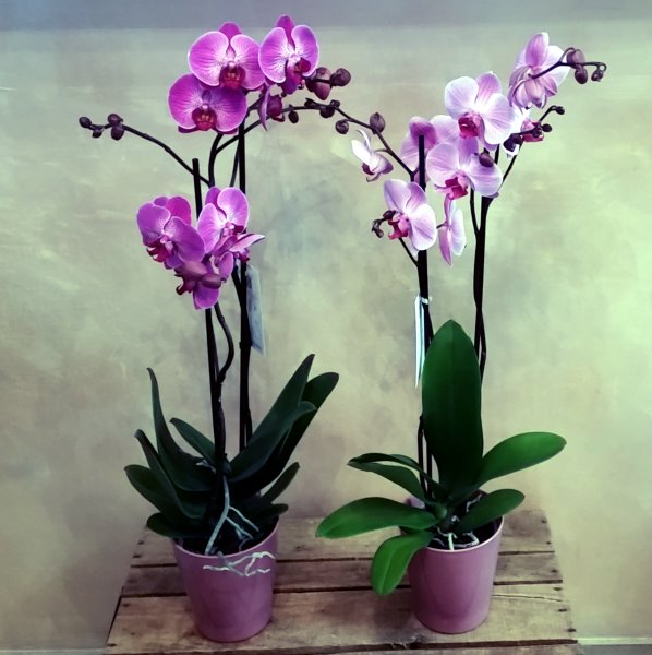 Foto Phalaenopsis