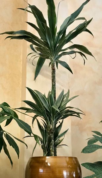 Foto Pianta di dracaena a tronchetto