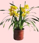 Pianta di Orchidea Cymbidium
