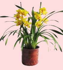 Foto Pianta di Orchidea Cymbidium
