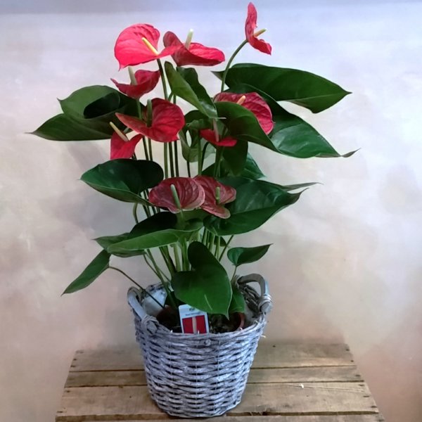 Pianta di anthurium