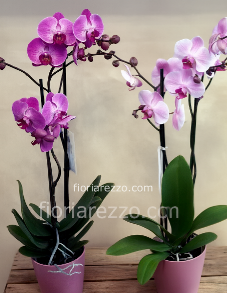 Phalaenopsis