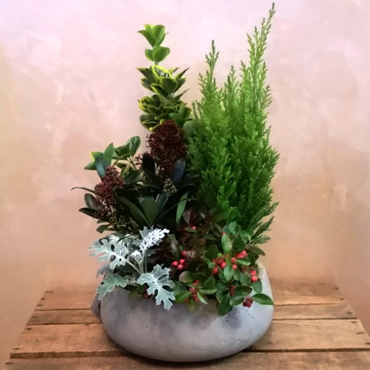 Composizione di piante Giardino piccola