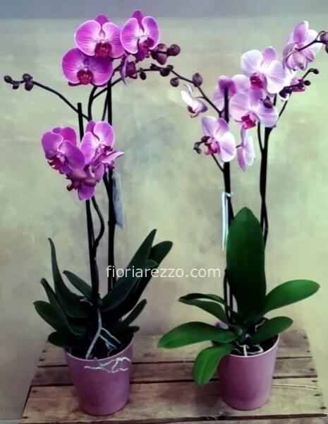 Phalaenopsis