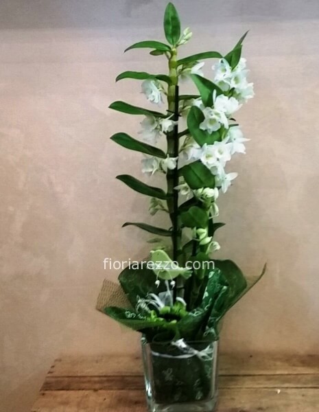 Dendrobium nobile bianco