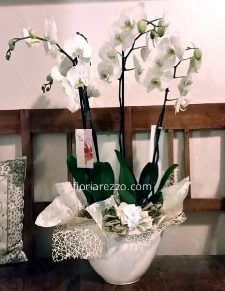 Phalaenopsis fiore grande quattro steli