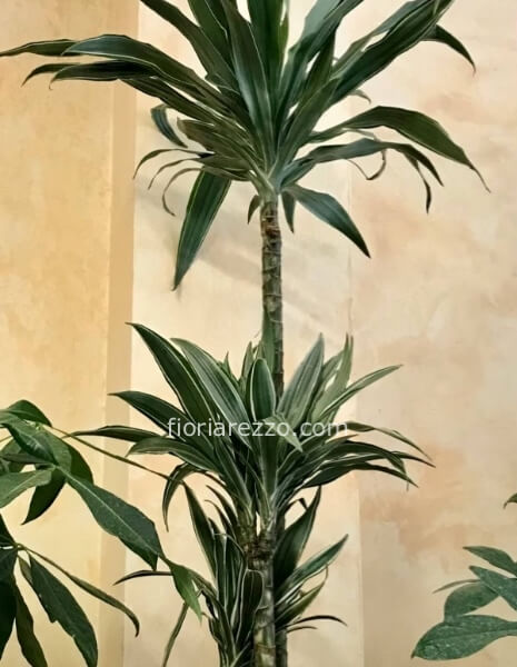 Pianta di dracaena a tronchetto