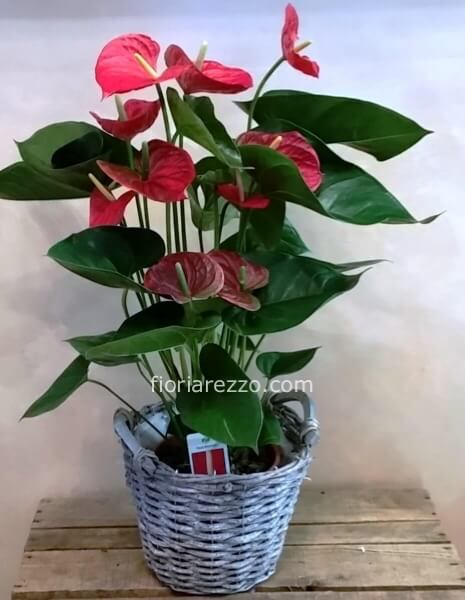 Pianta di anthurium